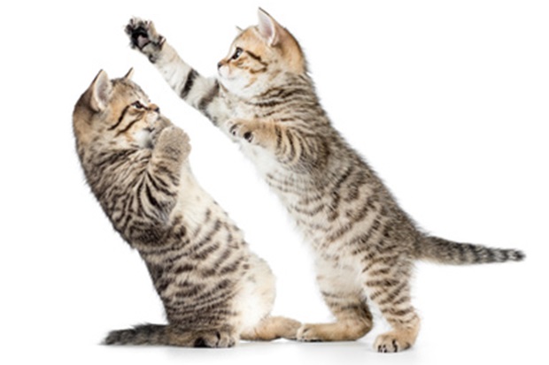 two kittens boxing or playing